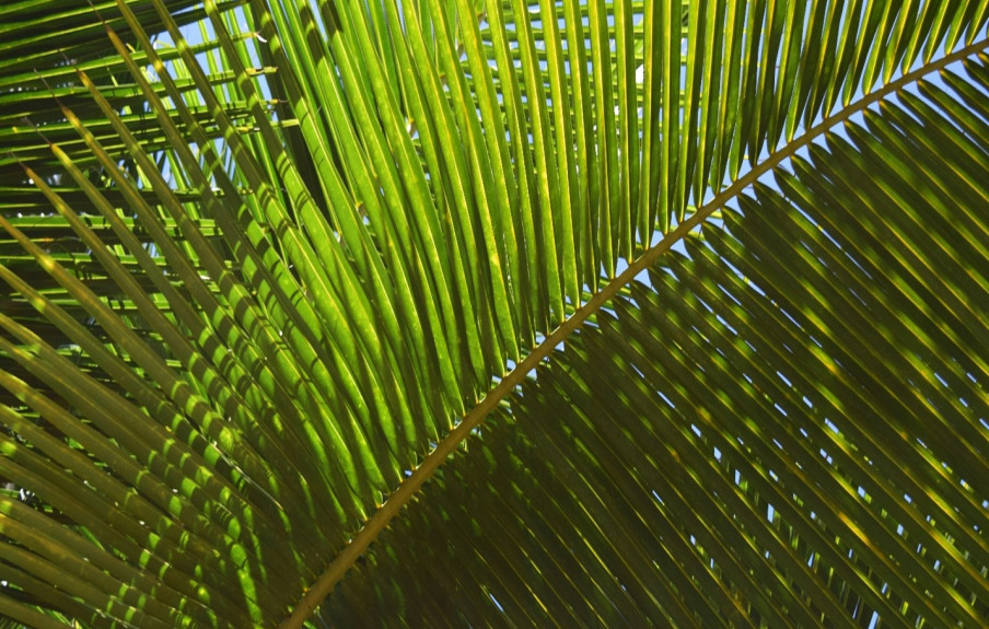 A picture of green palm tree fronds interlocking with each other